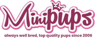 minipups_logo_2026_est Minipups logo in pink script with a small dog silhouette and the slogan 'always well bred, top quality pups since 2006'.